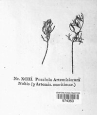 Puccinia artemisiae image